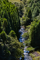 森林浴 ①