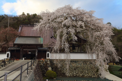 光福寺の大糸桜