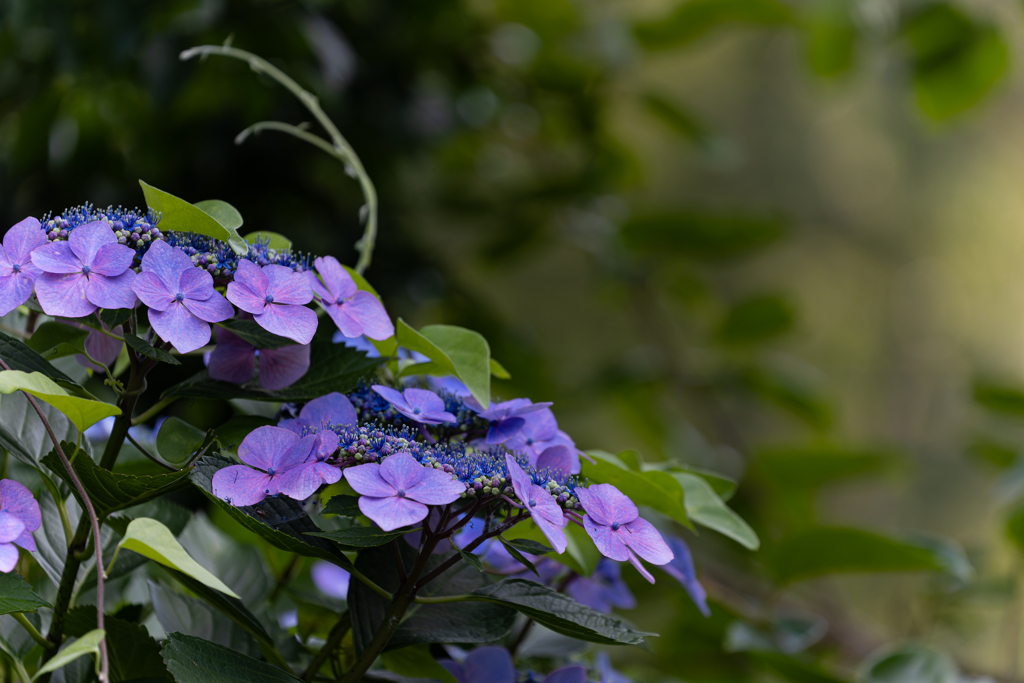 道端の紫陽花