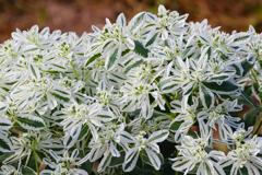 猛暑に涼しげ初雪草