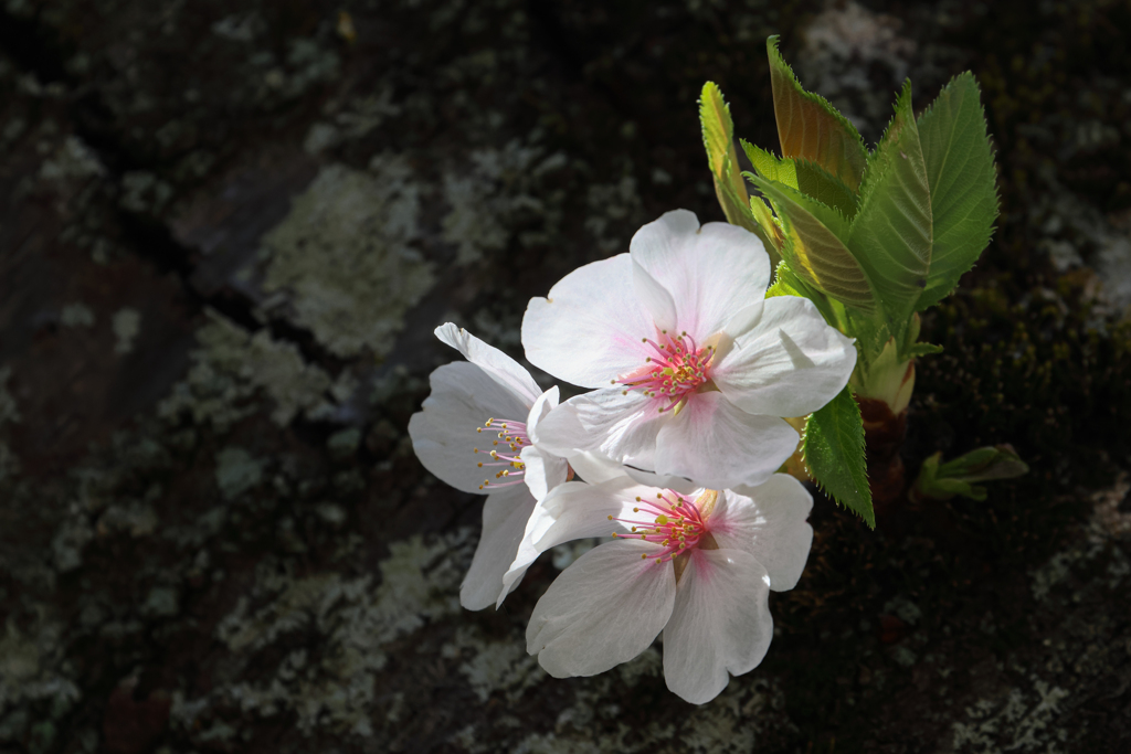 胴吹き桜はどう？