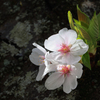 胴吹き桜はどう？