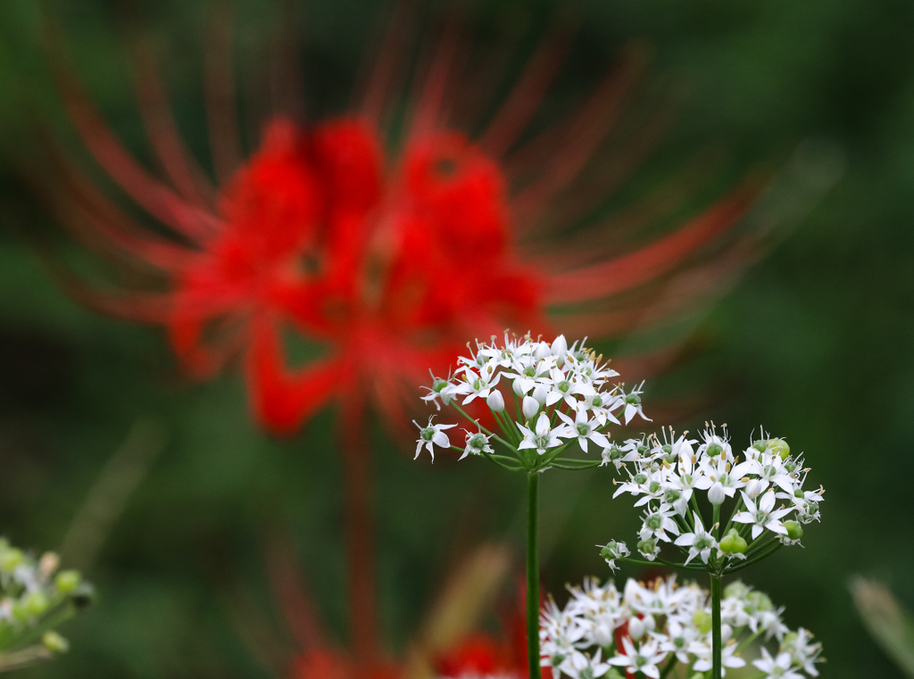 張り合うニラの花