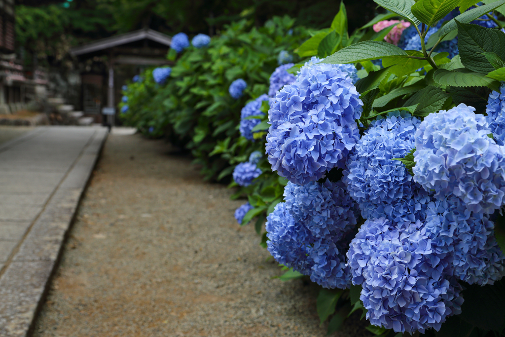 参道の紫陽花