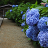 参道の紫陽花