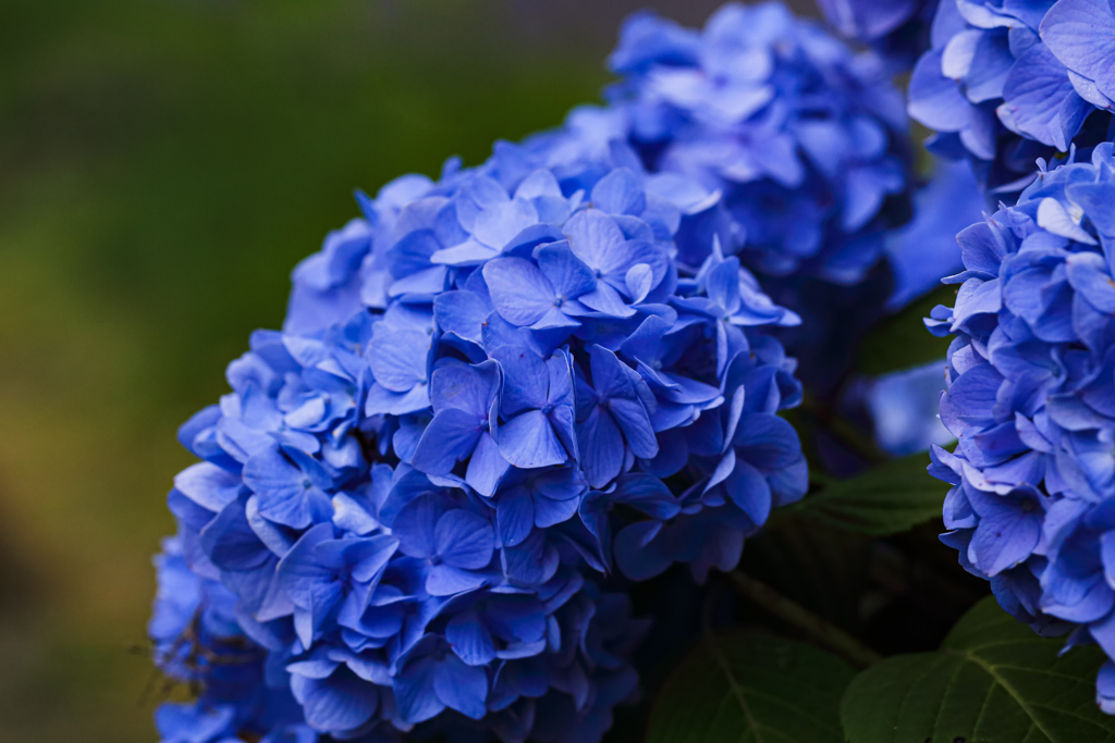 高原の紫陽花 ①