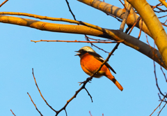 夕陽に染まるジョウビタキ