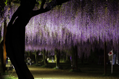 去年の藤公園 ③