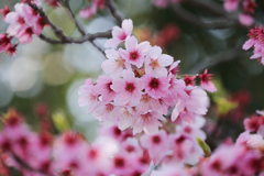 護国神社のピンクの桜