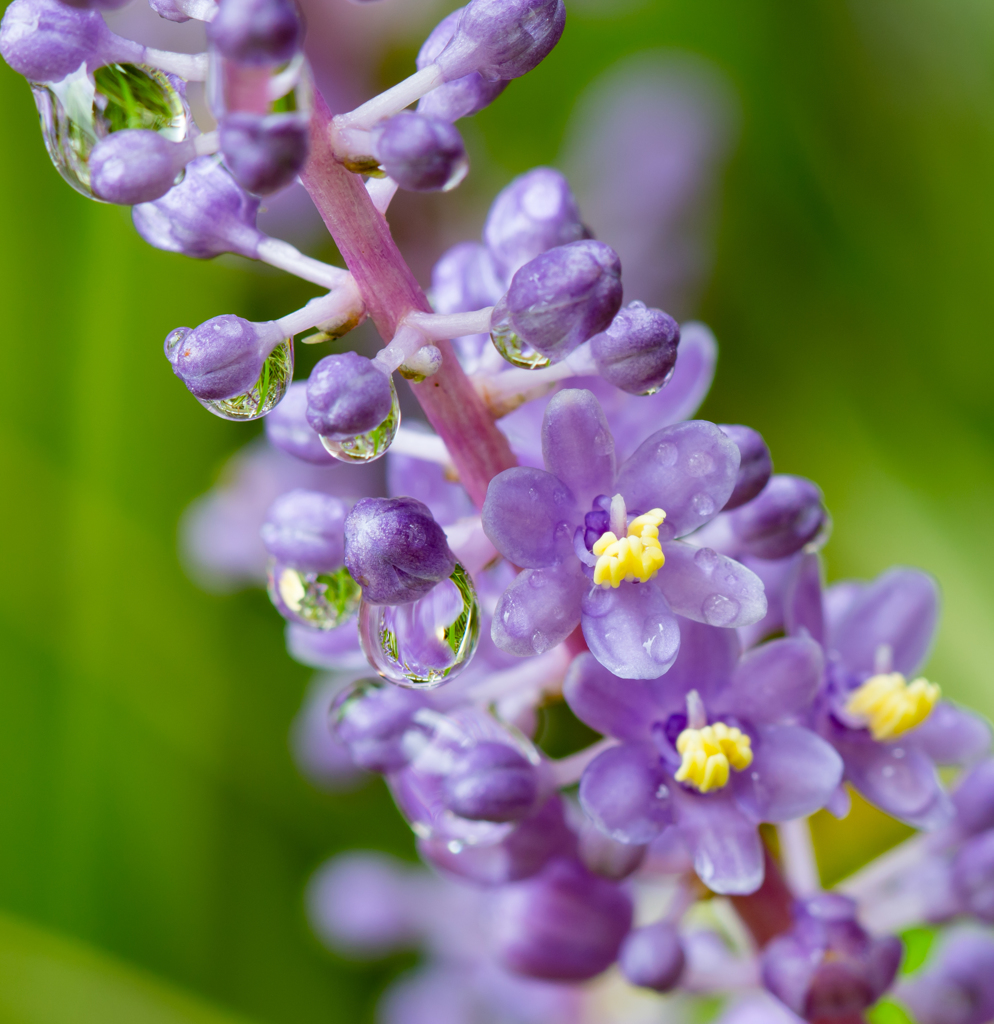 ヤブランの花と雫