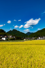 青と黄