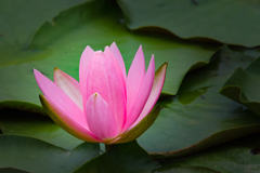 Lovely Baby Pink