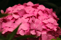 雨の日は紫陽花①