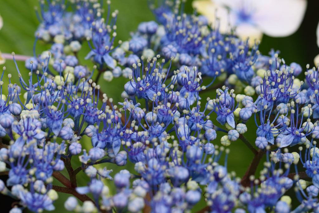 実家の紫陽花