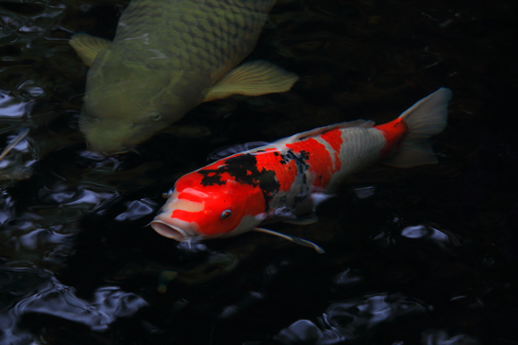 ギョエッ（魚影）