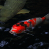 ギョエッ（魚影）