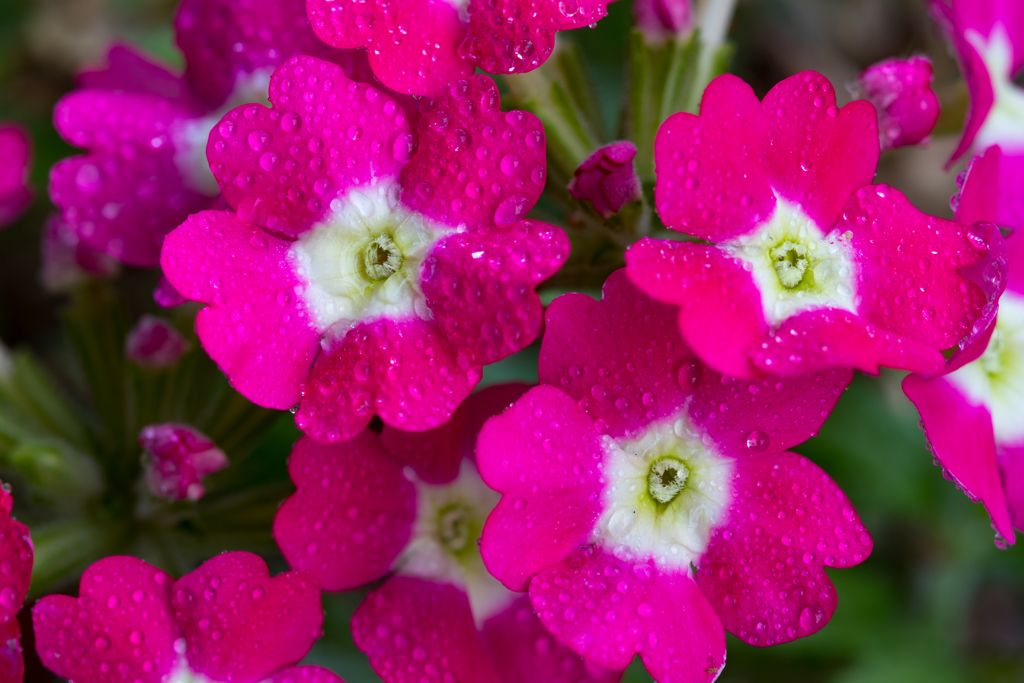 霧吹き シューッ