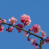 春爛漫