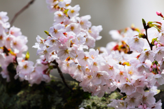 桜撮り頃 撮られ頃