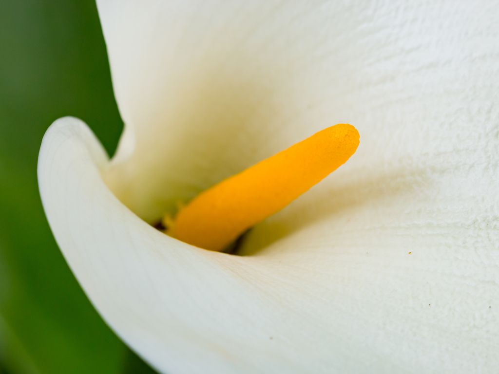 この花「カラー」という名前ですから～
