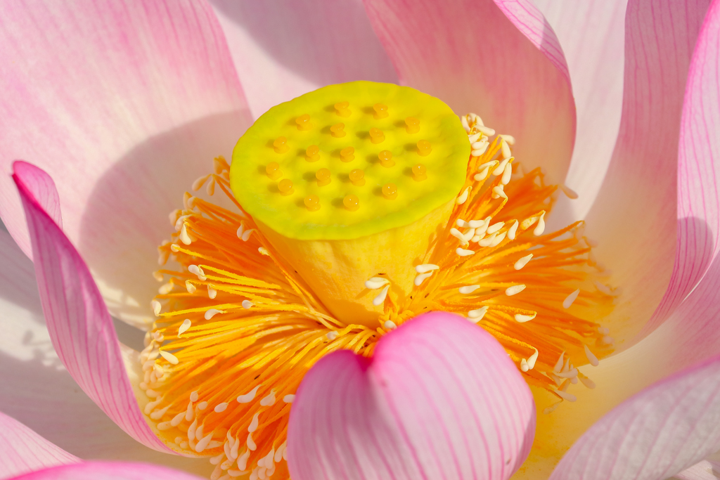 蓮の花芯