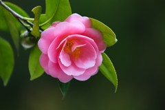 椿 beauty ②