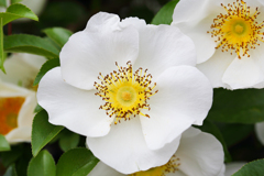白い花っていいな white & white