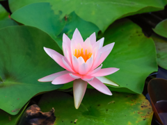睡蓮の花 ①