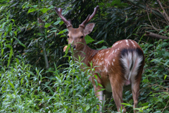 自宅直前 シカに遭遇