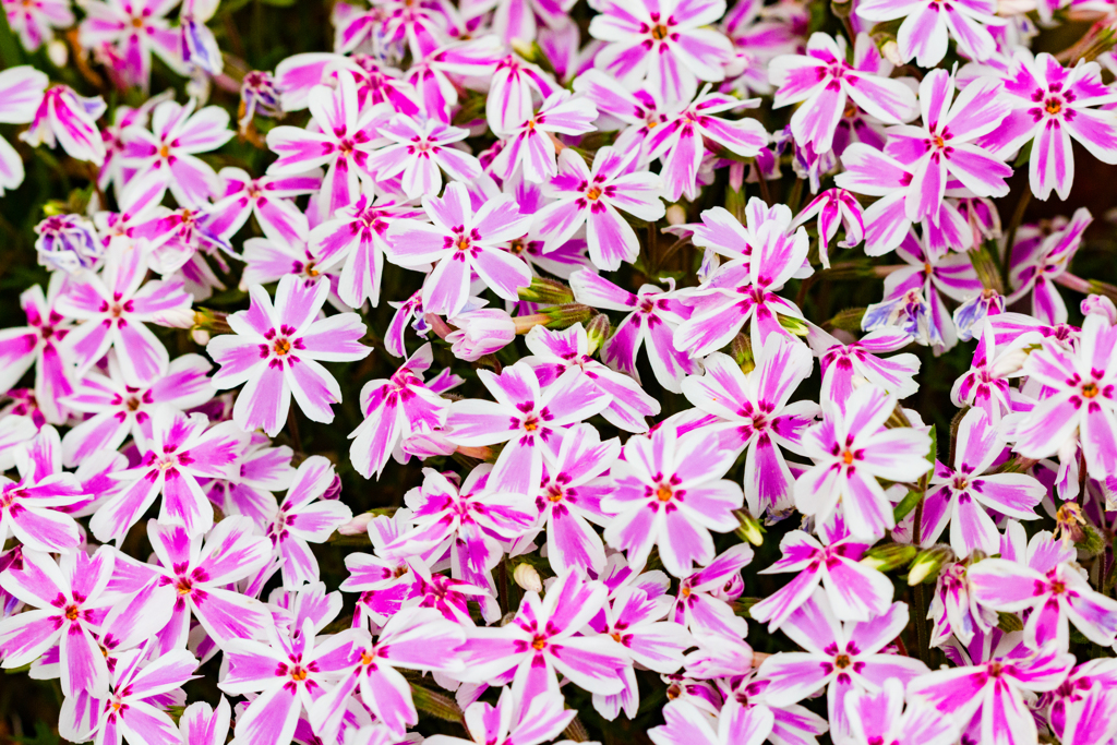 flower carpet