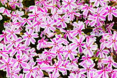 flower carpet