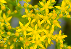 Yellow Stars