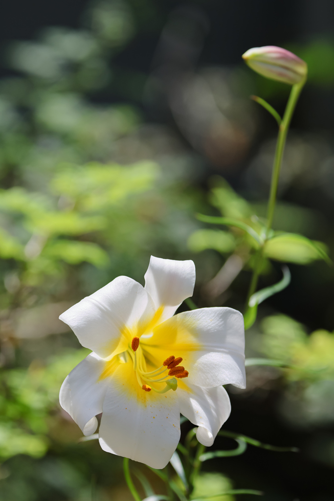 ユリの花