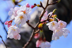 水も滴る良い桜