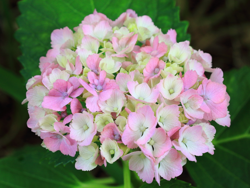 紫陽花
