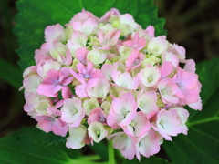 紫陽花