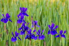 こどもの日　ショウブの花