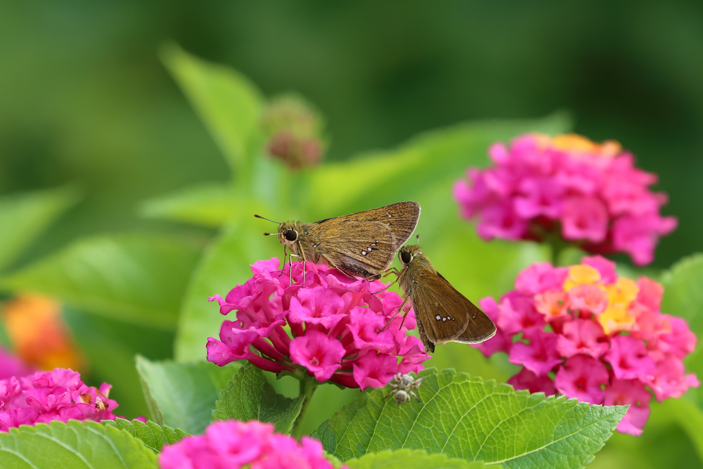 セセリのデート