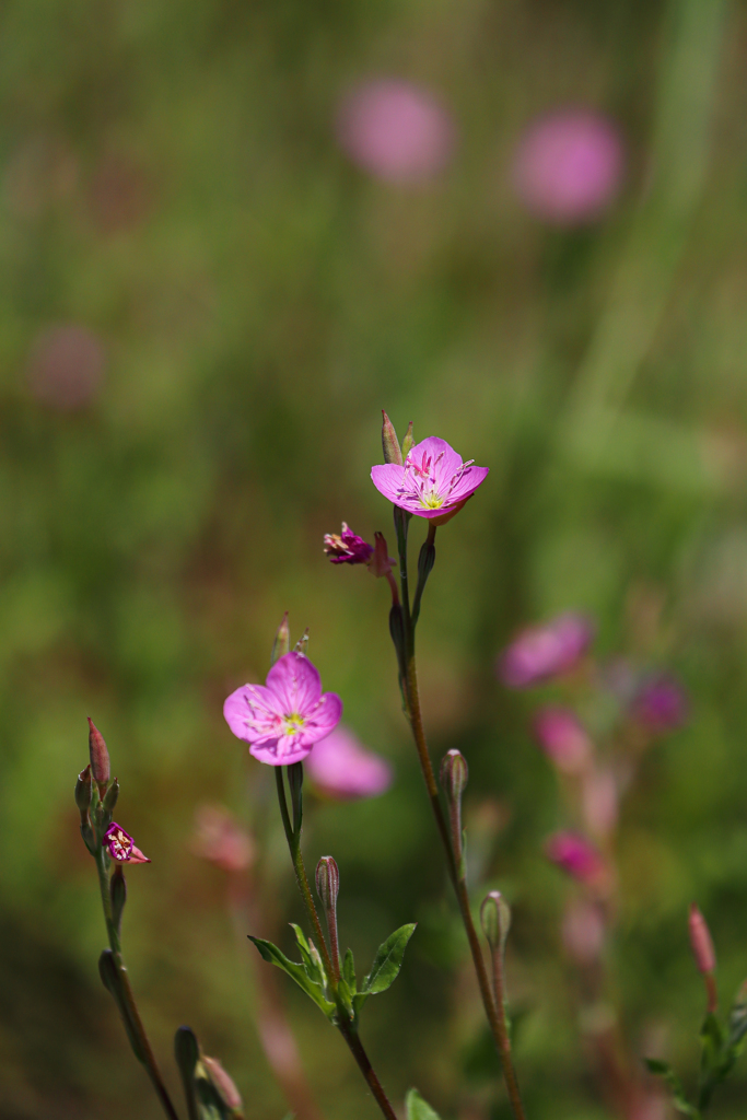 この花ユウゲショウと言うでしょう