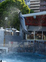 splash!