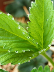 水のアクセサリー