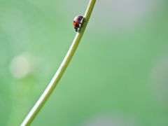 おさんぽ。