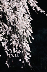 垂桜