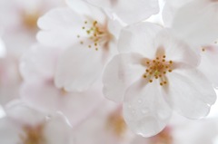 桜陽
