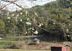 四季桜（小原）