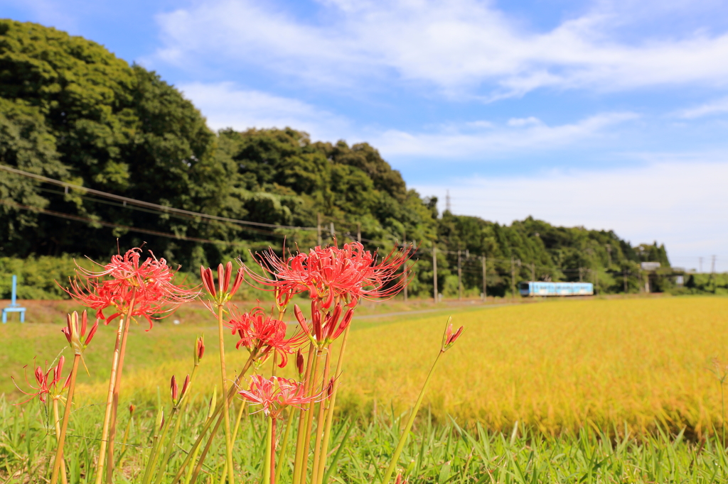 彼岸には