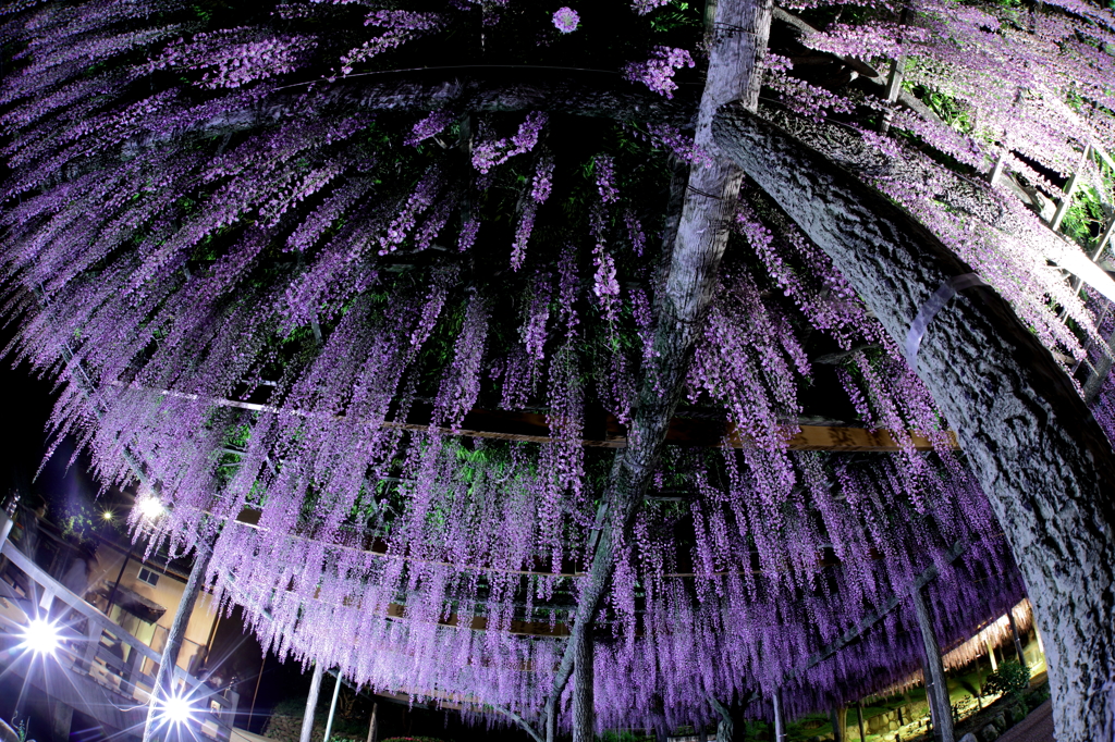 purple ceiling