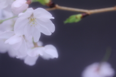さくら　　＃１