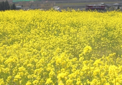 菜の花レールに乗って♪