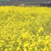 菜の花レールに乗って♪